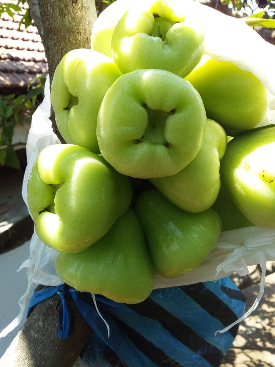 Jambu Air Madu Deli Hijau (Green Water Apple)