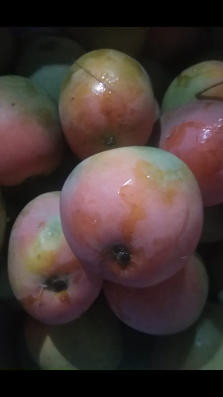 Mangga Gedong Gincu (Premium Indonesian Mango)