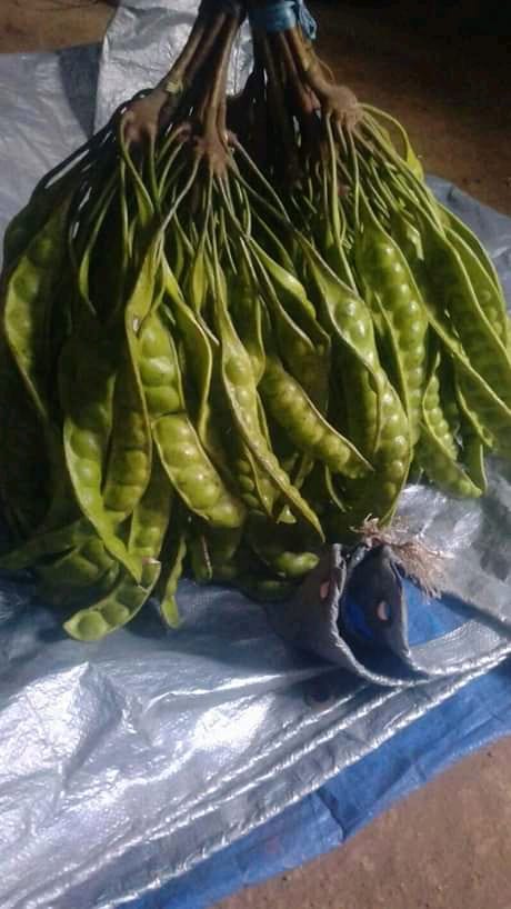 Petai Papan Segar Panen (Fresh Cluster Bitter Beans)