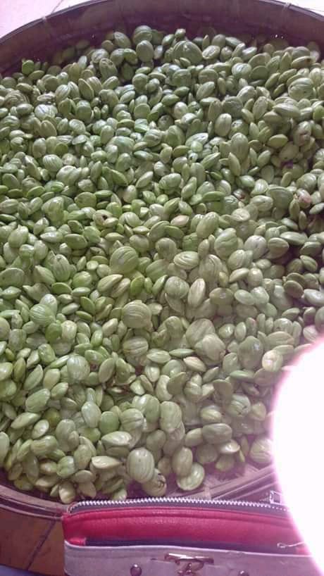 Petai Kupas Segar Pilihan (Selected Shelled Petai)
